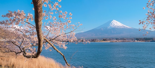 Monte Fuji y hermosa flor de cerezo