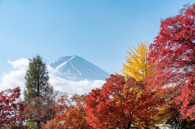 Monte fuji, ligado, maple, jardim, em, outono