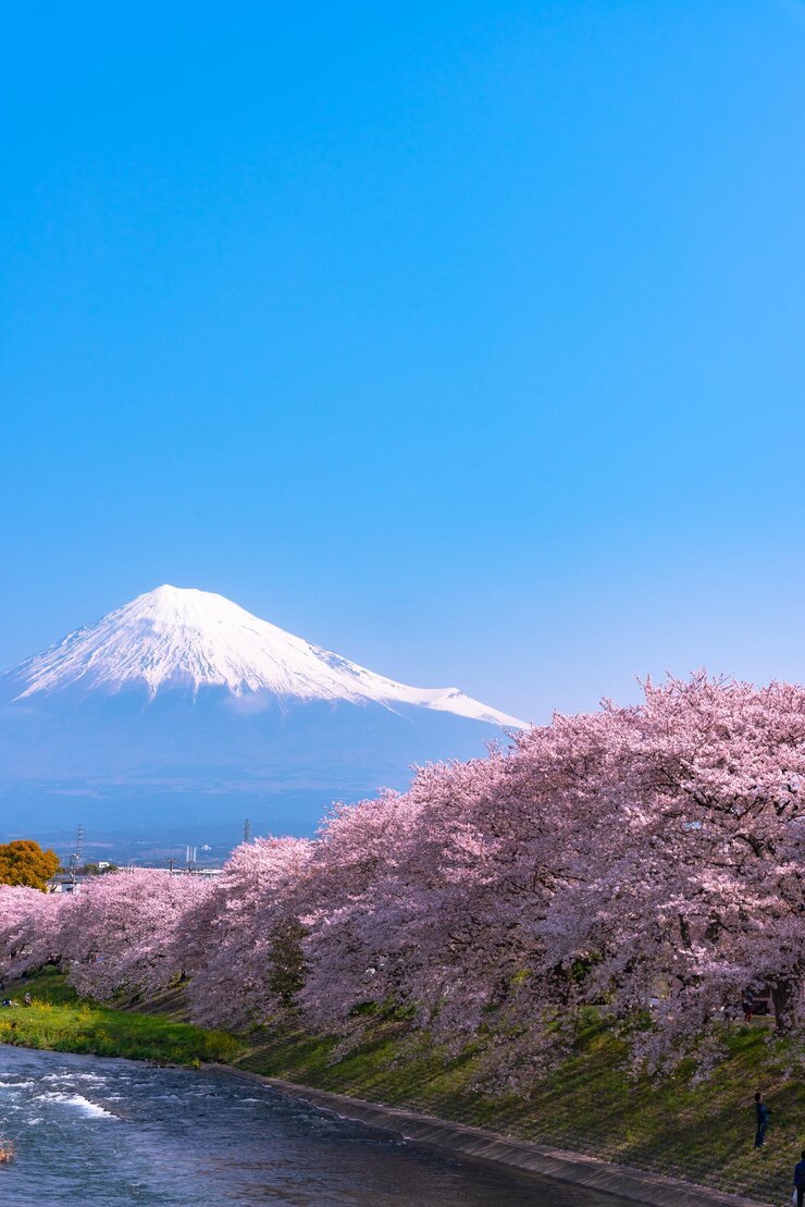 Monte Fuji Monte Fuji con fila de cerezos en flor fondo de cielo azul y río en primavera