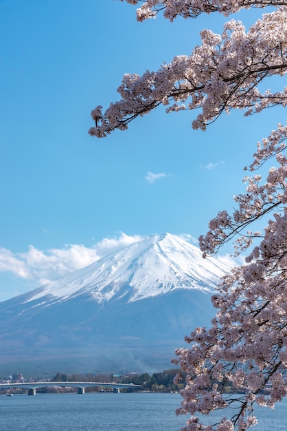 Monte Fuji Monte Fuji sobre cielo azul Flores de cerezo en plena floración en primavera Lago Kawaguchiko