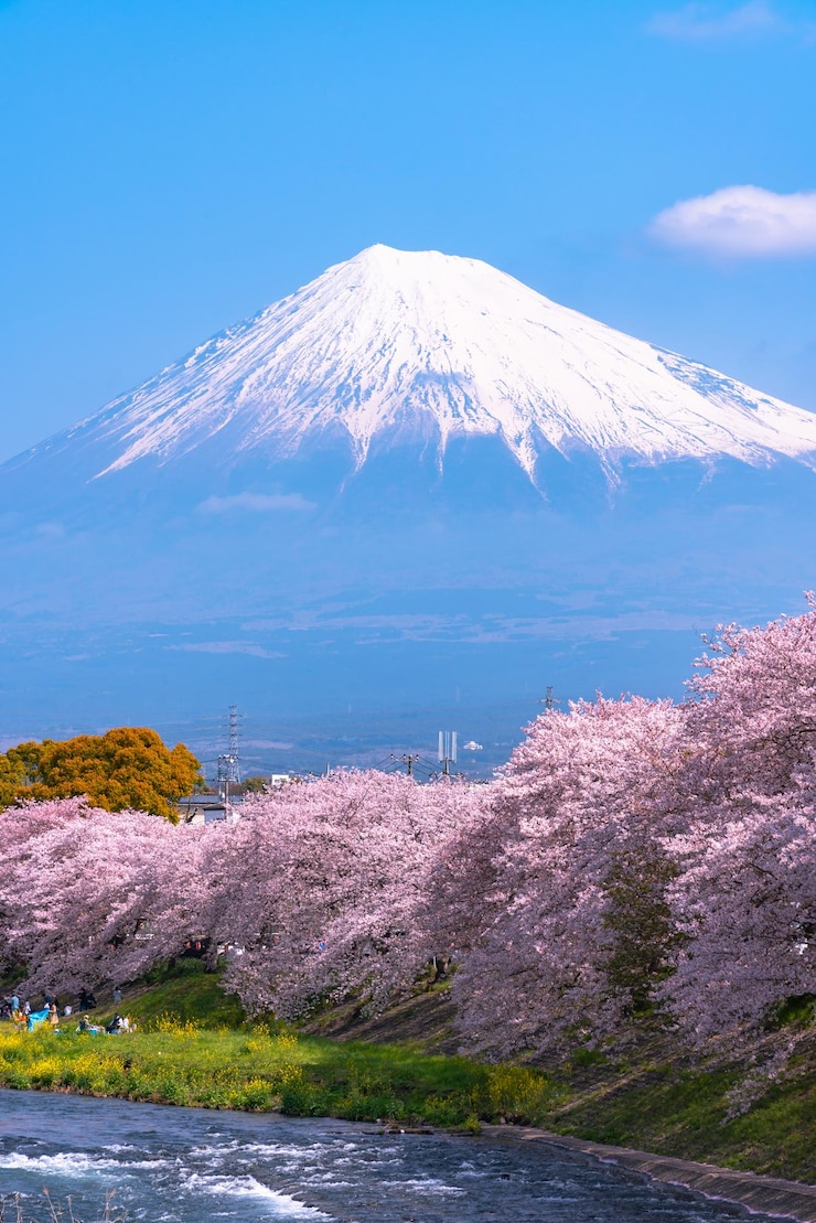 Foto monte fuji mt fuji com fileira de árvores de cerejeira fundo de céu azul e rio na primavera
