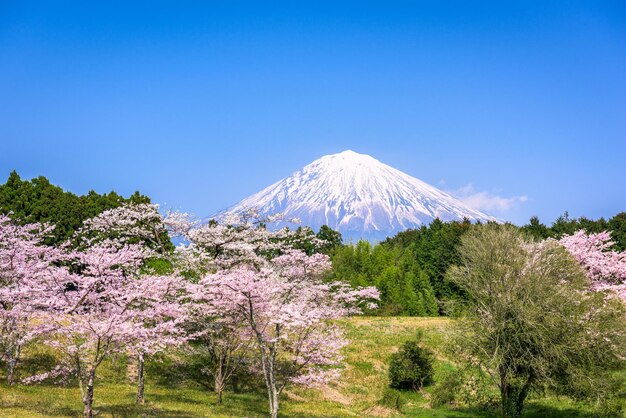 Monte Fuji na primavera