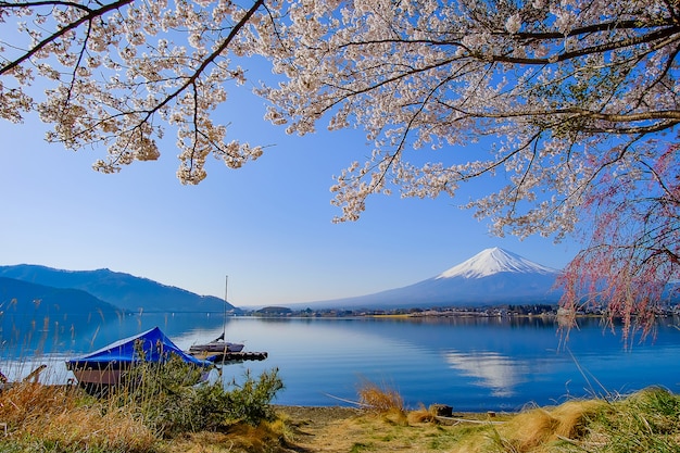 Monte Fuji con nevadas, cielo azul y hermosa flor de cerezo