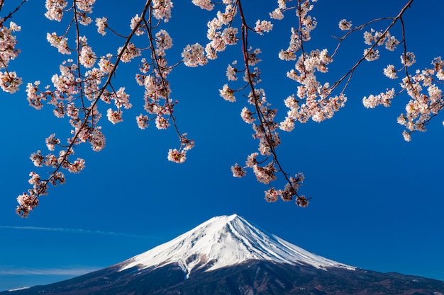 Foto monte fuji en la primavera con flores de cerezo en kawaguchiko fujiyoshida, japón.