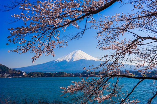 Monte Fuji vista do lago Kawaguchiko, Japão com flor de cerejeira