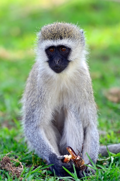 Monte Kilimanjaro na savana africana no Quênia