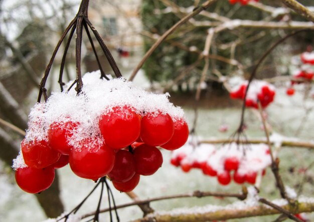 Monte pitoresco de bagas vermelhas de viburnum com neve branca no jardim