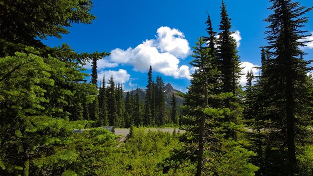 Monte rainier