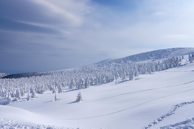 Monte Zao no inverno Árvores cobertas de neve os moradores chamam de monstros da neve Yamagata Japão