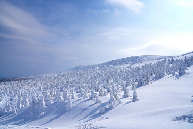 Monte Zao no inverno Árvores cobertas de neve os moradores chamam de monstros da neve Yamagata Japão