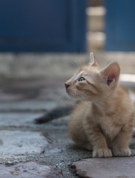 Montenegro Balkan Kittie Katze