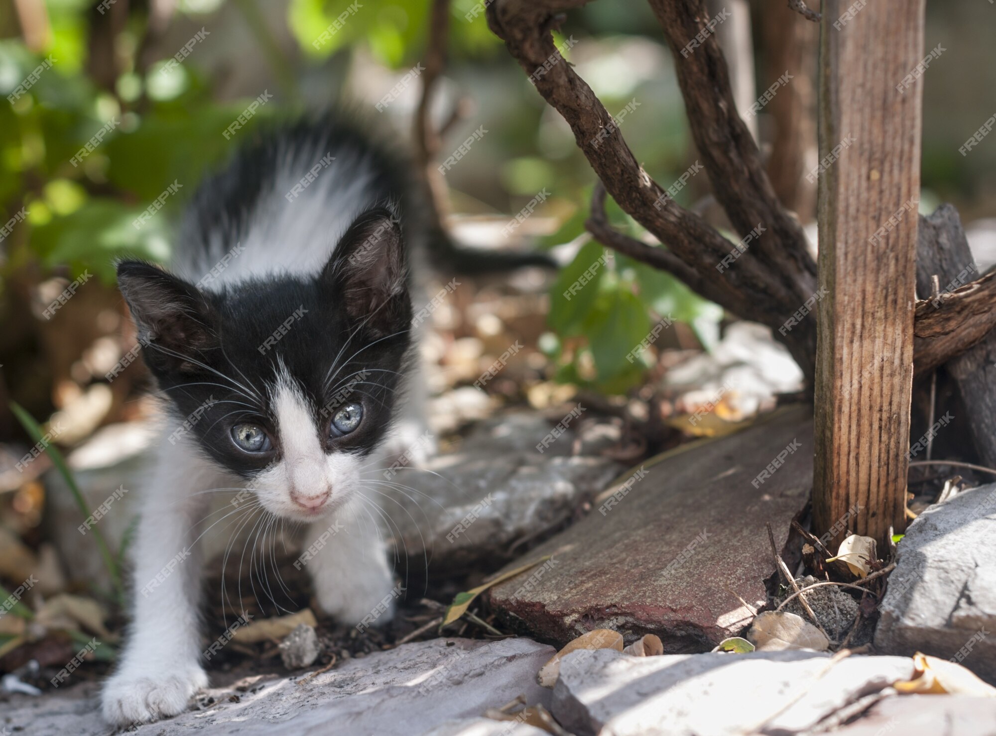 Kitty Cat Incrível - O Mundo do Gato