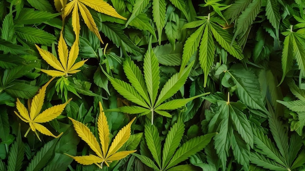 Montes de folhas de maconha