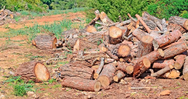 Montes de tronco em um parque