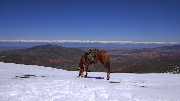 Montes do Quirguistão com neve e cavalos