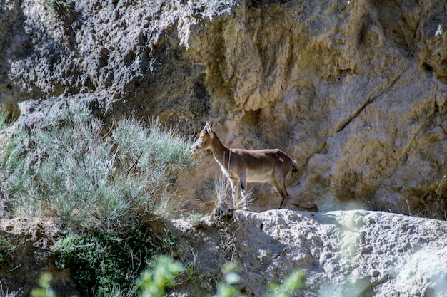 Montesa Ziege im Berg