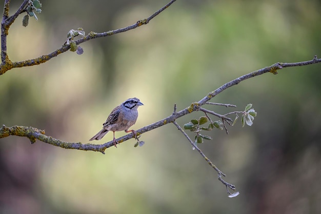 Montesinos Ammer oder Emberiza cia Sperlingsfamilie