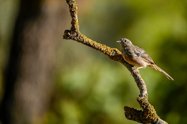 Montesinos Ammer oder Emberiza cia Sperlingsfamilie