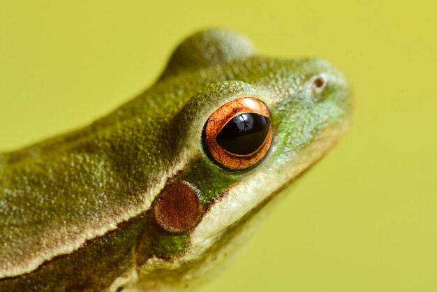 Foto montevideo treefrog hyla pulchela la pampa patagonienargentinien