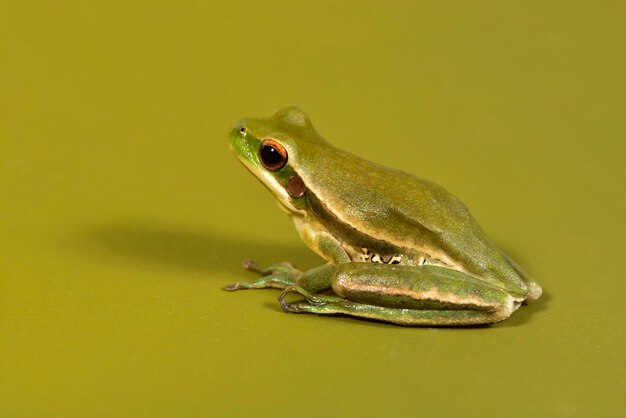 Montevideo Treefrog Hyla Pulchela La Pampa PatagonienArgentinien