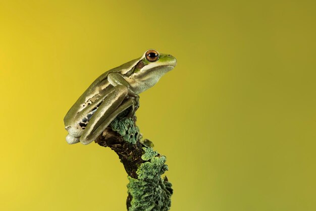 Montevideo Treefrog Hyla Pulchela La Pampa Patagonia Argentina