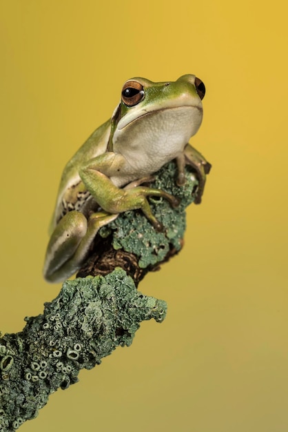 Montevidéu Treefrog Hyla Pulchela La Pampa PatagôniaArgentina