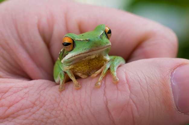 Montevidéu Treefrog Hyla Pulchela La Pampa PatagôniaArgentina