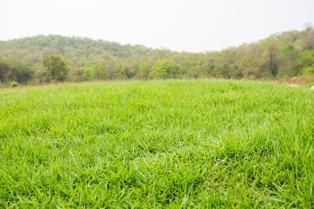 Montículo pendiente hierba verde