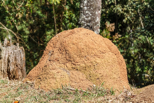 Foto montículo de termitas al aire libre en río de janeiro, brasil