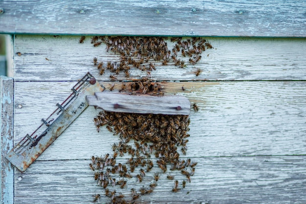 Un montón de abejas en la entrada de la colmena vista cercana de las abejas obreras Abejas de la colmena de madera