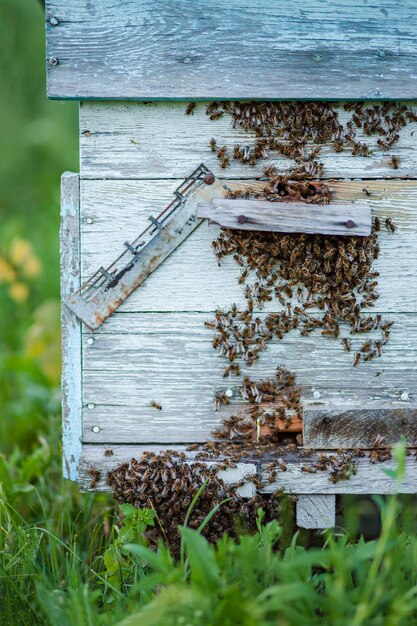 Un montón de abejas en la entrada de la colmena vista cercana de las abejas obreras Abejas de la colmena de madera