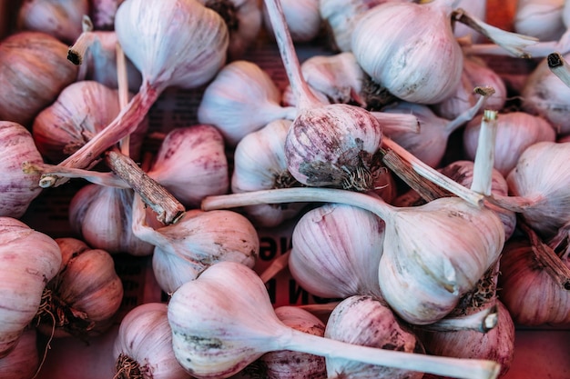 Un montón de ajo fresco en el mostrador del mercado de agricultores