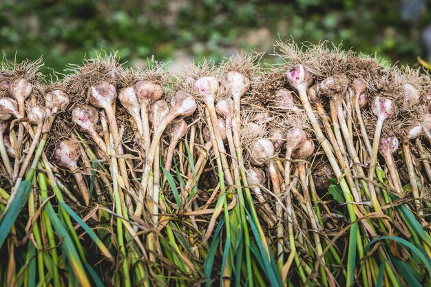 Foto montón de ajo recién recogido con raíces