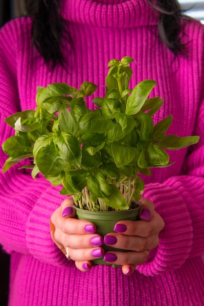 Un montón de albahaca fresca orgánica sobre una mesa con un fondo de madera