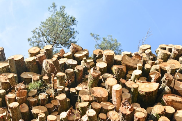 Montón de almacenamiento de troncos de madera en un bosque