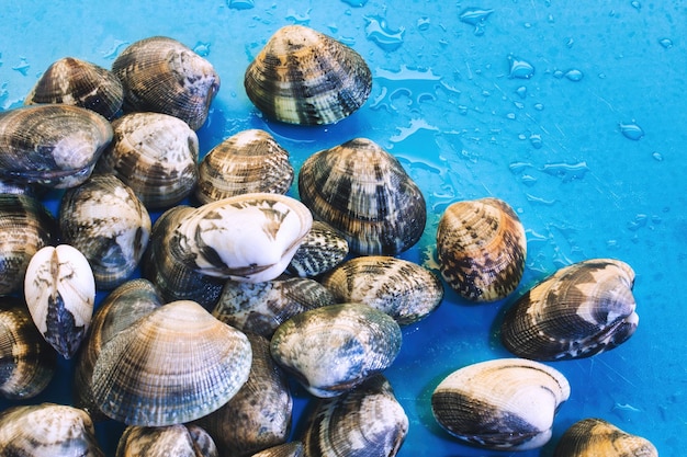 Un montón de almejas crudas frescas cerradas y un fondo húmedo azul