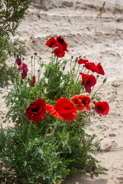 Foto un montón de amapolas rojas en la arena.