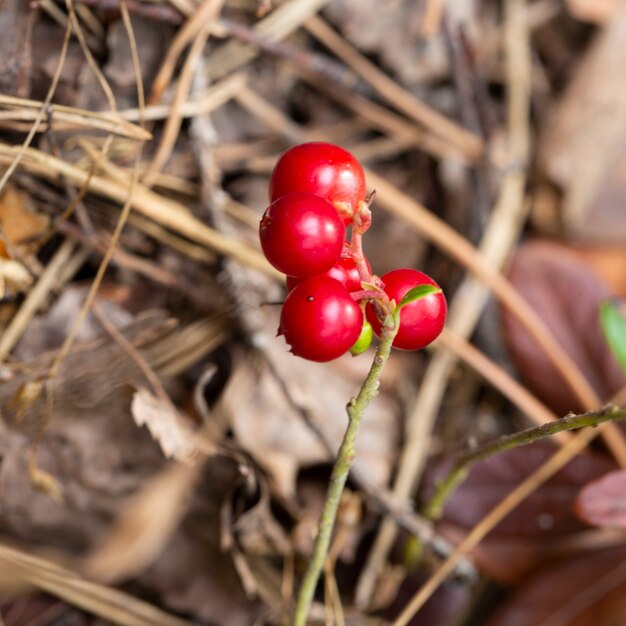 Montón de arándanos rojos silvestres maduros del bosque en Bush