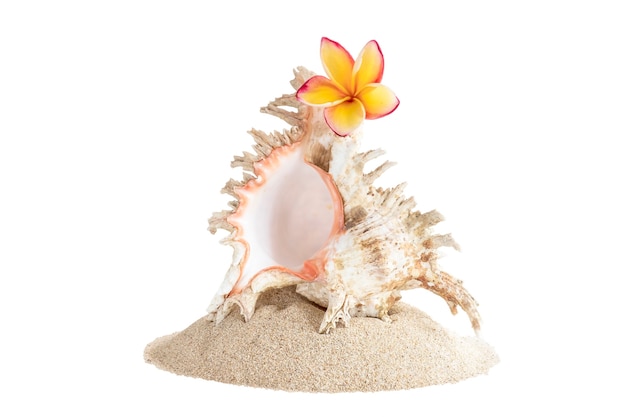 Montón de arena con grandes conchas y flor frangipani, aislado sobre fondo blanco.