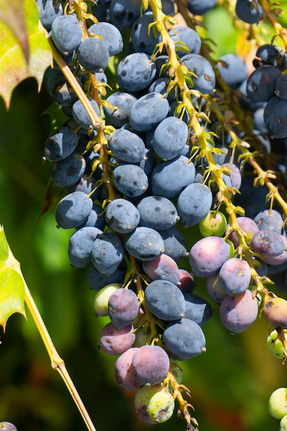 Un montón de bayas de mahonia moradas