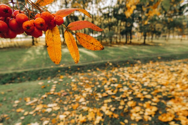 Montón de bayas de serbal en otoño fondo de naturaleza borrosa