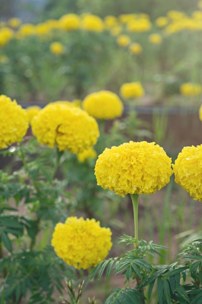 Un montón de bellas flores de caléndula en el jardín.