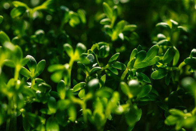 Un montón de brotes de lechuga verde Microgreens berro