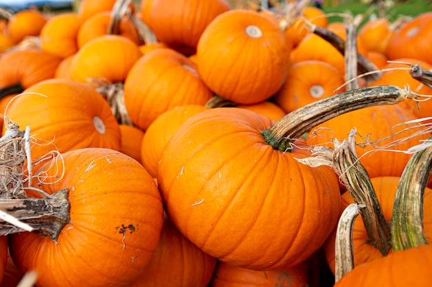 Montón de calabaza de cerca, huerto de calabazas en Canadá