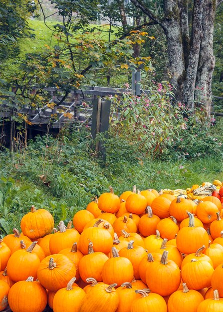 Un montón de calabazas naranjas en el jardín.