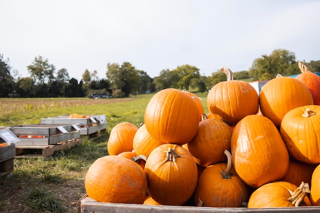 Un montón de calabazas naranjas maduras en el campo Vista superior plana