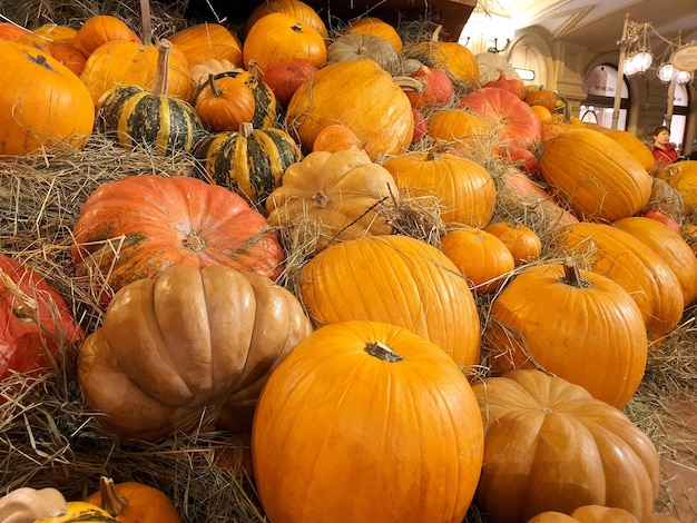 Un montón de calabazas naranjas yacen en la cosecha de otoño de paja