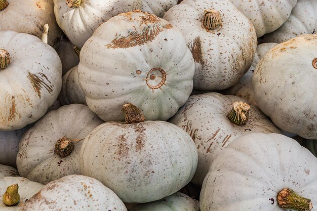 Un montón de calabazas por todas partes en colores vivos del mercado al aire libre