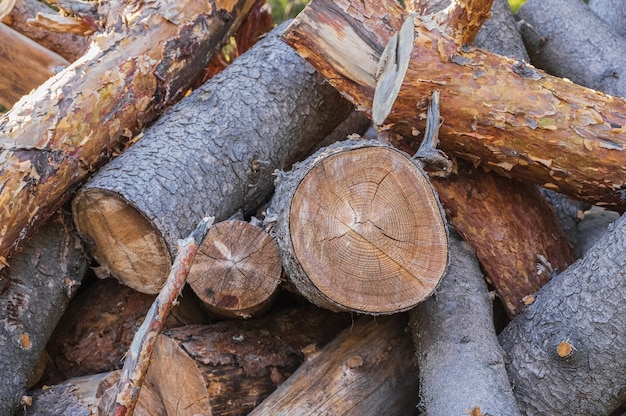 Un montón de calzos de abedul en el bosque.