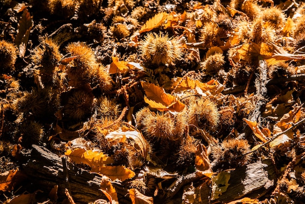 Un montón de castañas con su cáscara de púas en el suelo en el bosque en otoño castañas comestibles